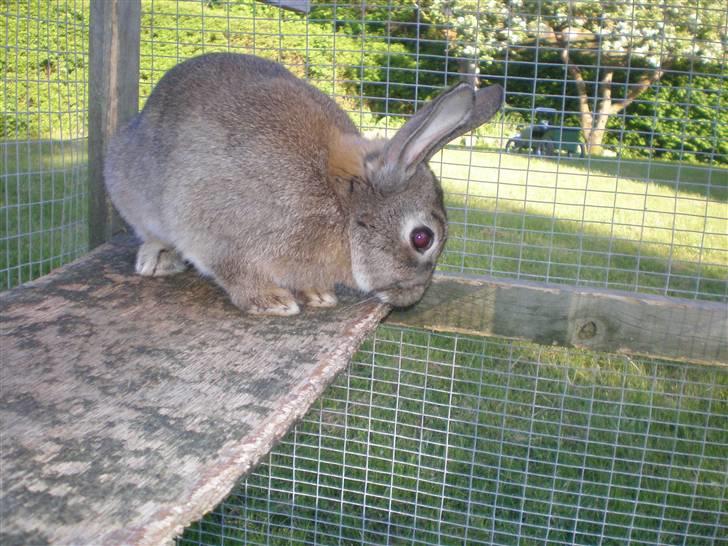 Kanin Mario billede 8