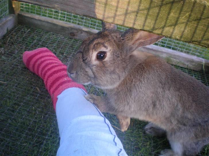 Kanin Mario billede 9