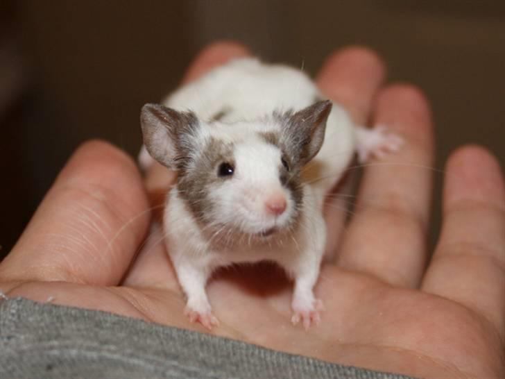 Mus Beauty  R.I.P billede 1