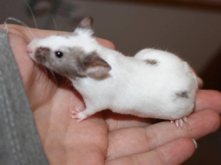 Mus Beauty  R.I.P billede 2