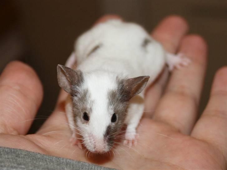 Mus Beauty  R.I.P billede 3