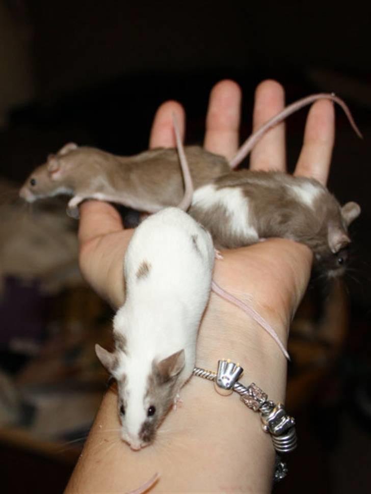 Mus Beauty  R.I.P billede 4