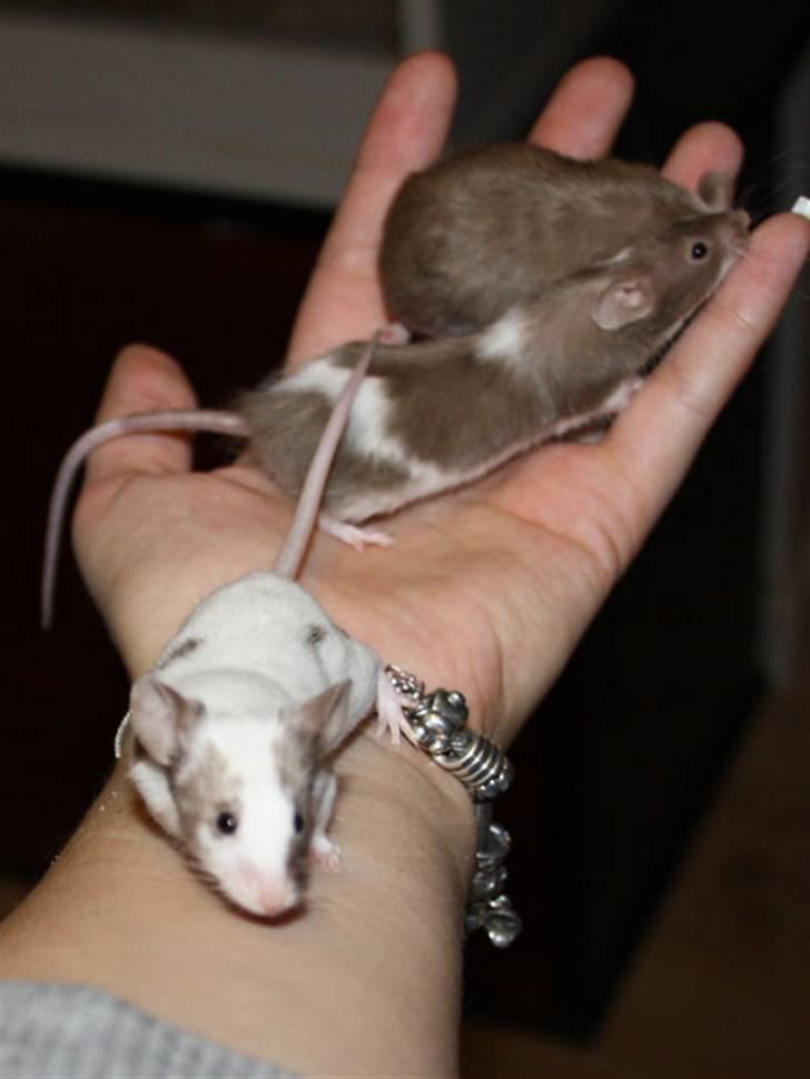 Mus Beauty  R.I.P billede 5