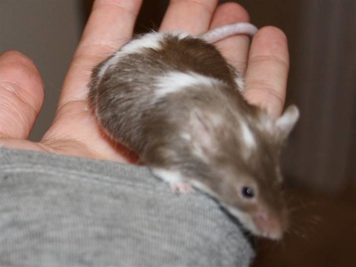 Mus MG Gloria R.I.P billede 1