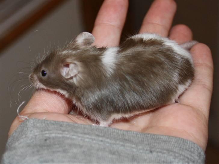 Mus MG Gloria R.I.P billede 2