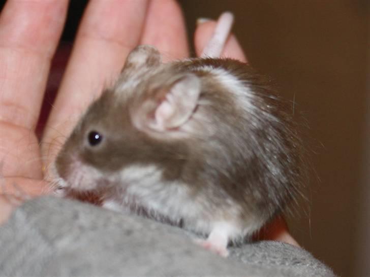 Mus MG Gloria R.I.P billede 3