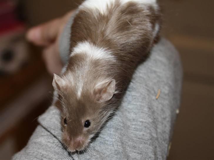 Mus MG Gloria R.I.P billede 4