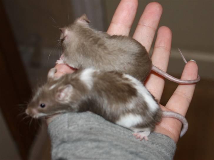 Mus MG Gloria R.I.P billede 5