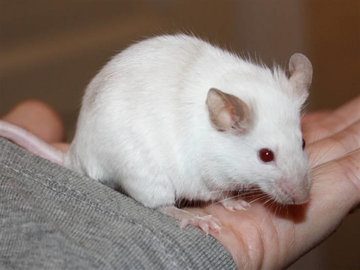 Mus Mystique (r.i.p.) billede 1