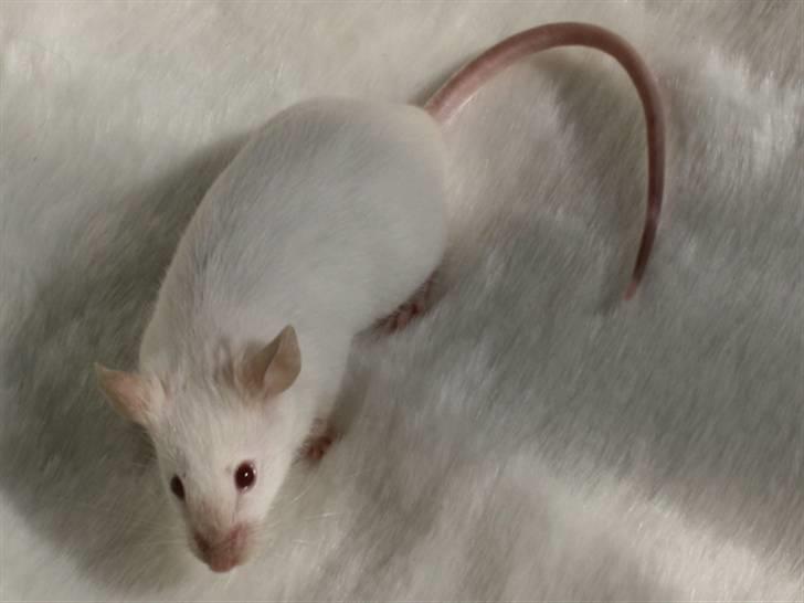 Mus Mystique (r.i.p.) billede 2