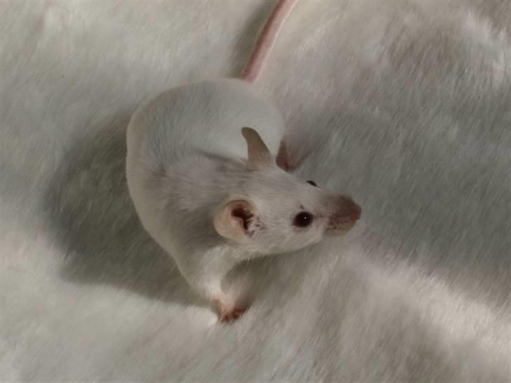 Mus Mystique (r.i.p.) billede 3