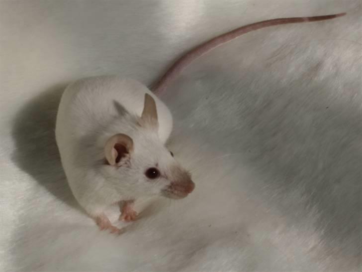 Mus Mystique (r.i.p.) billede 4