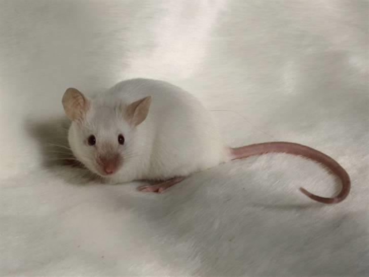 Mus Mystique (r.i.p.) billede 5