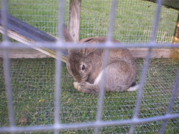 Kanin Mario billede 10