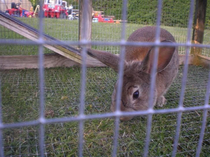 Kanin Mario billede 11