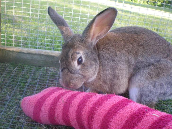 Kanin Mario billede 12