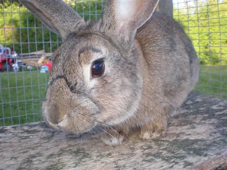 Kanin Mario billede 13