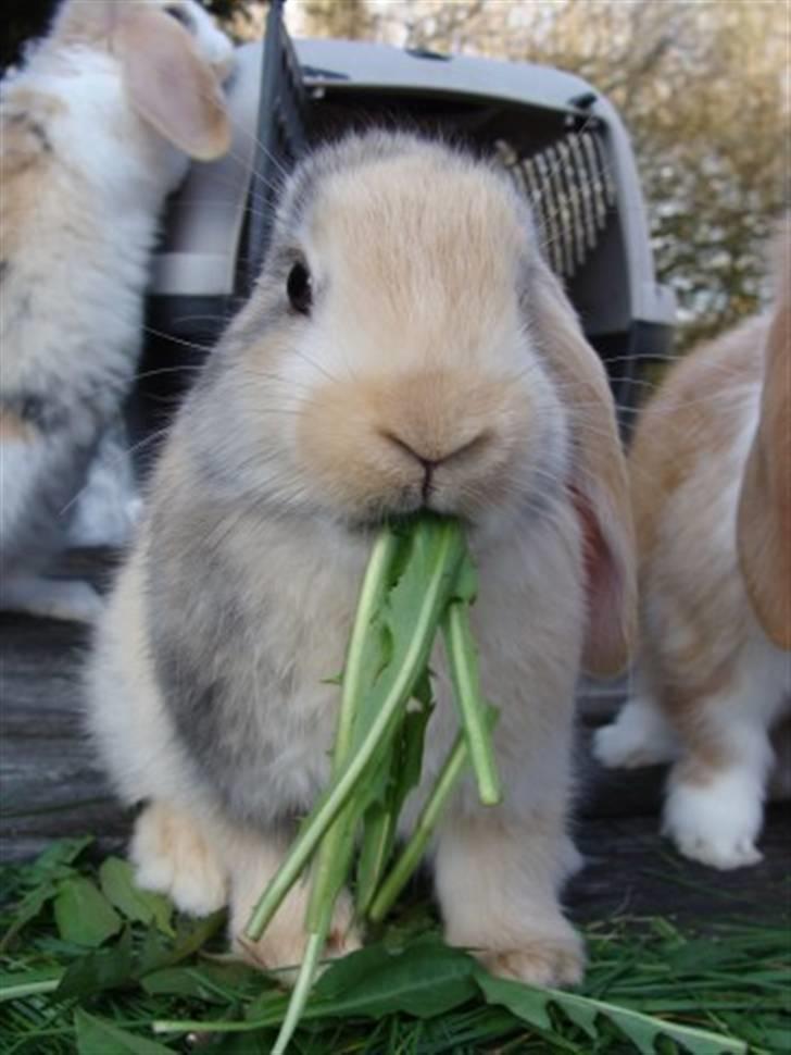 Kanin Luke - BabyLuke med masser af mælkebøtter :D billede 5