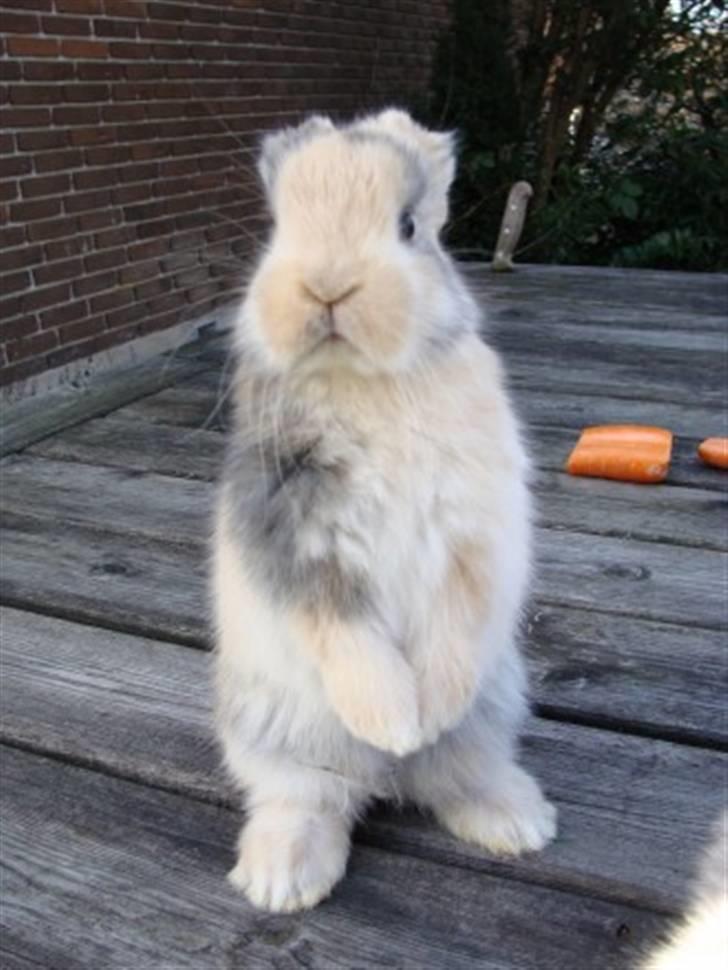 Kanin Luke - Ynglings babybillede ;D<3 billede 6