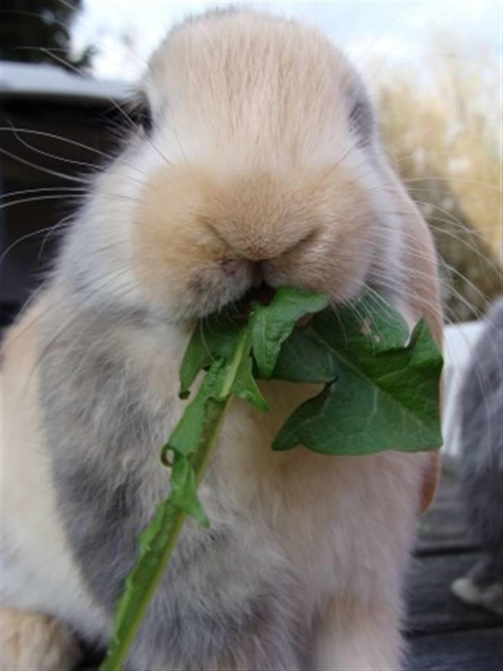 Kanin Luke - Luke som baby ;D! <3 billede 7