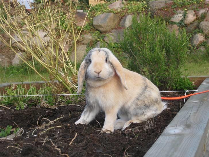 Kanin Luke - Luke graver i bedet :D billede 8