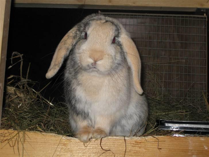 Kanin Luke - Luuuukiiiiiiiiiiiiiiii <3! billede 9