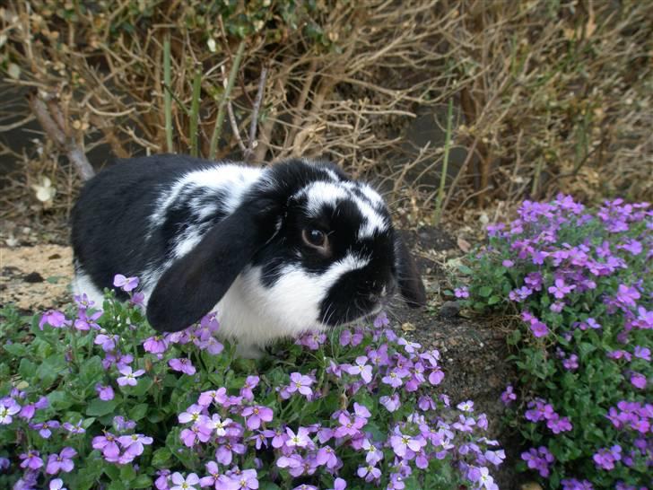 Kanin Gerry billede 7