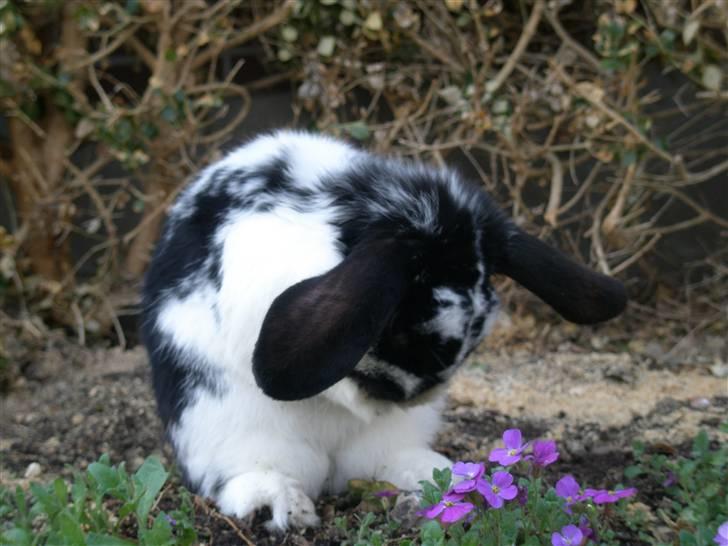 Kanin Gerry billede 8