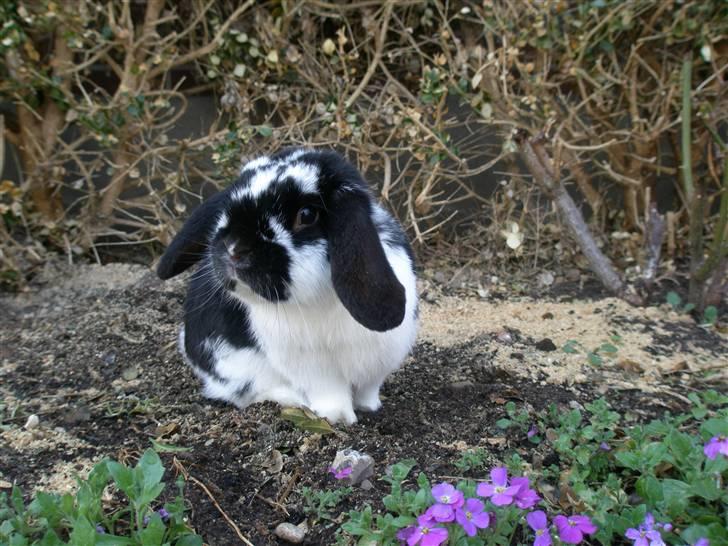 Kanin Gerry billede 9