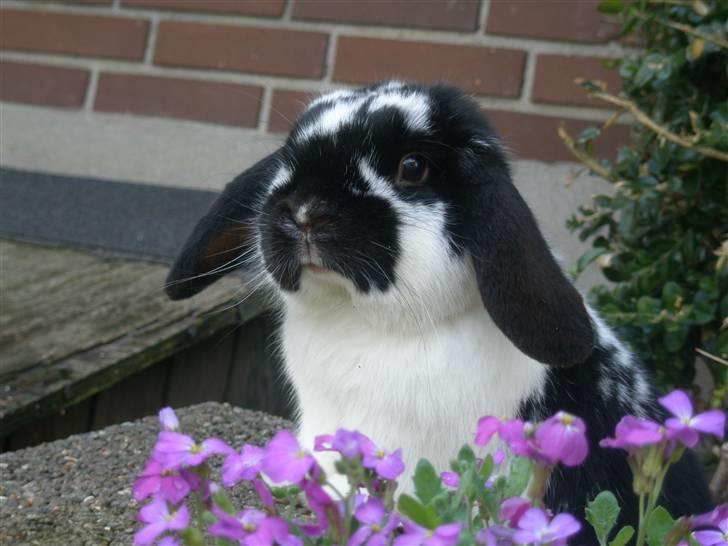 Kanin Gerry billede 10