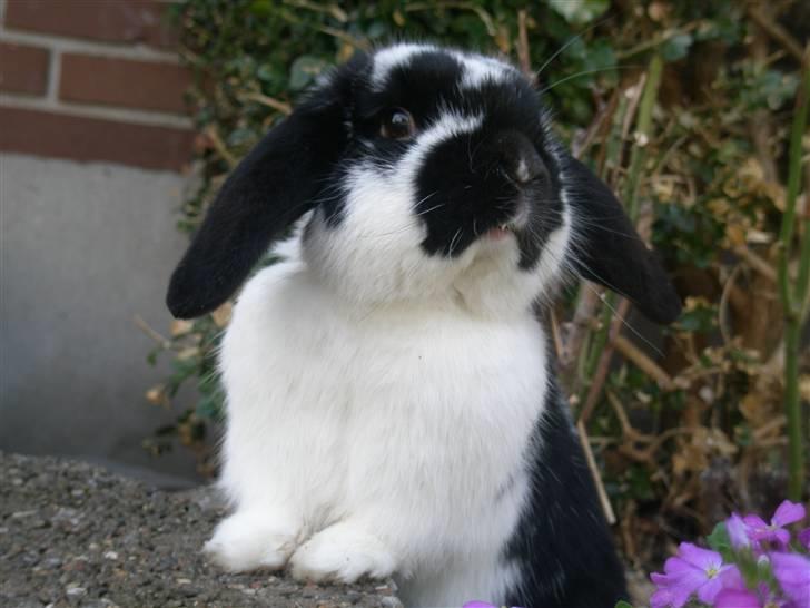 Kanin Gerry billede 11