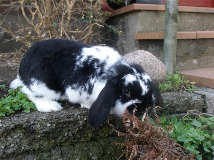 Kanin Gerry billede 12