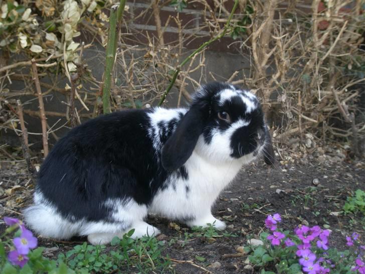 Kanin Gerry billede 13