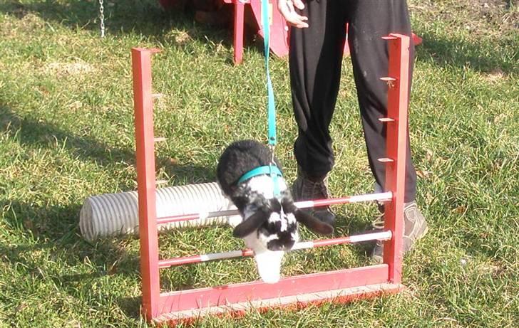 Kanin Gerry billede 14