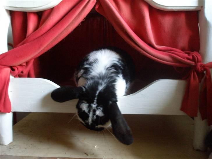 Kanin Gerry - Gerry i "tronstolen". :) billede 15