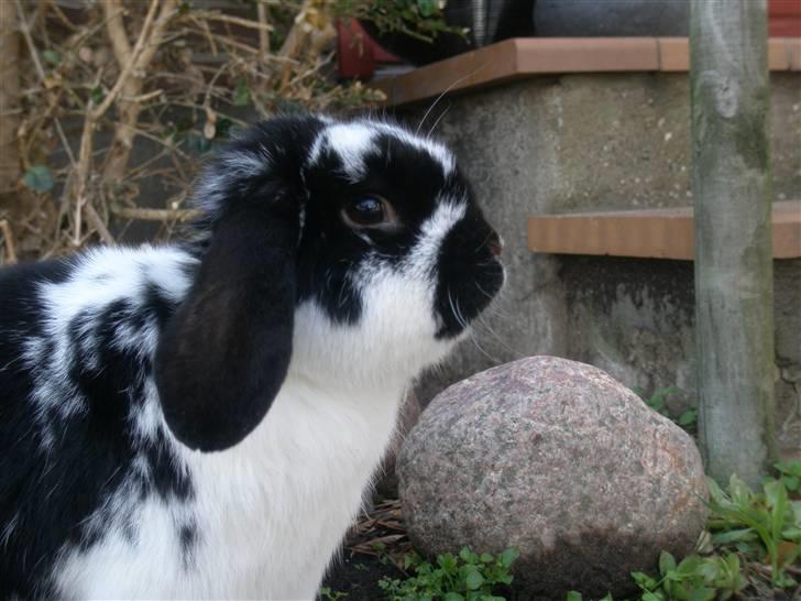 Kanin Gerry billede 16