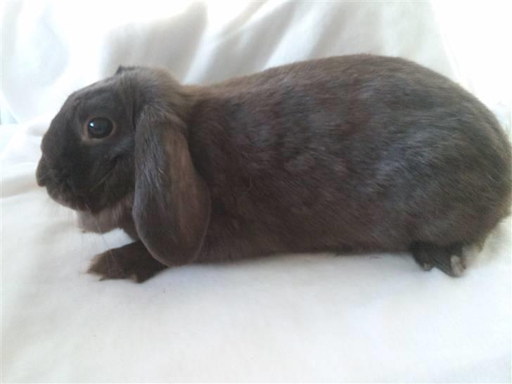 Kanin Møllegårdens Daisy billede 6