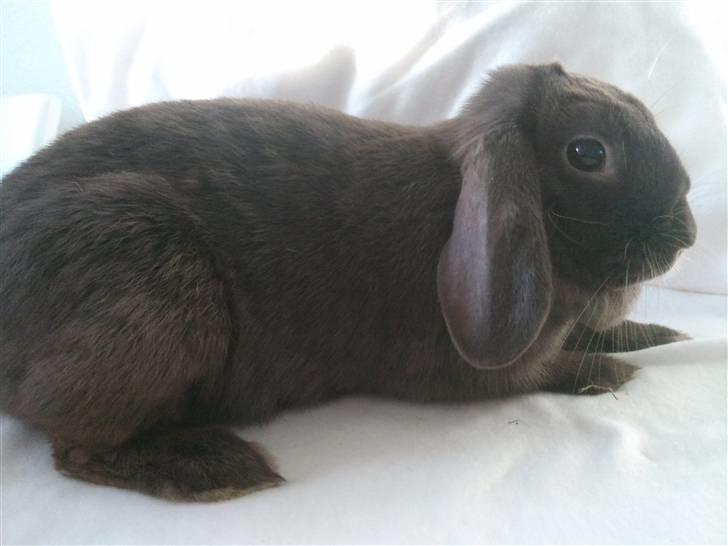 Kanin Møllegårdens Daisy billede 7