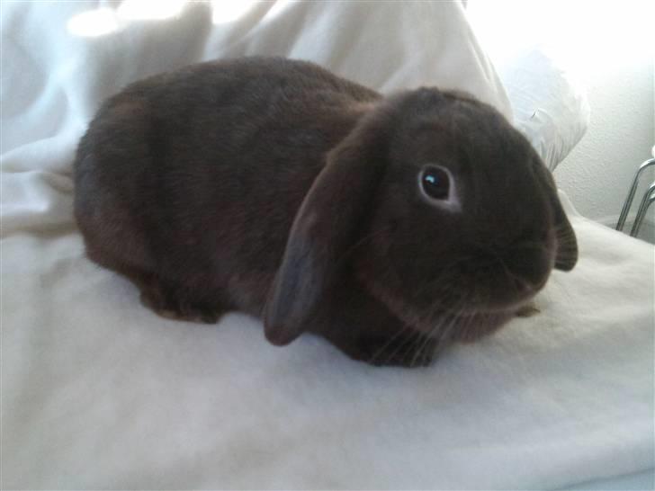 Kanin Møllegårdens Daisy billede 8