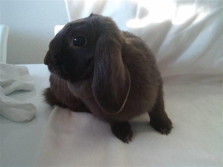 Kanin Møllegårdens Daisy billede 9