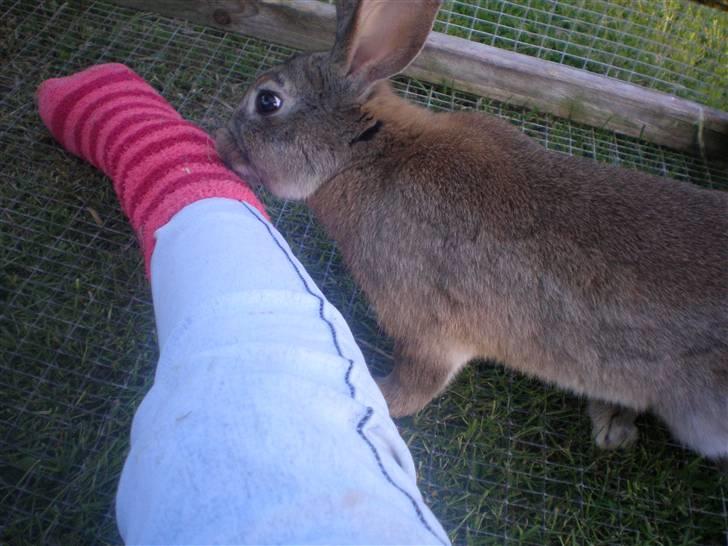 Kanin Mario billede 14