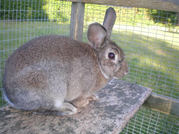 Kanin Mario billede 15