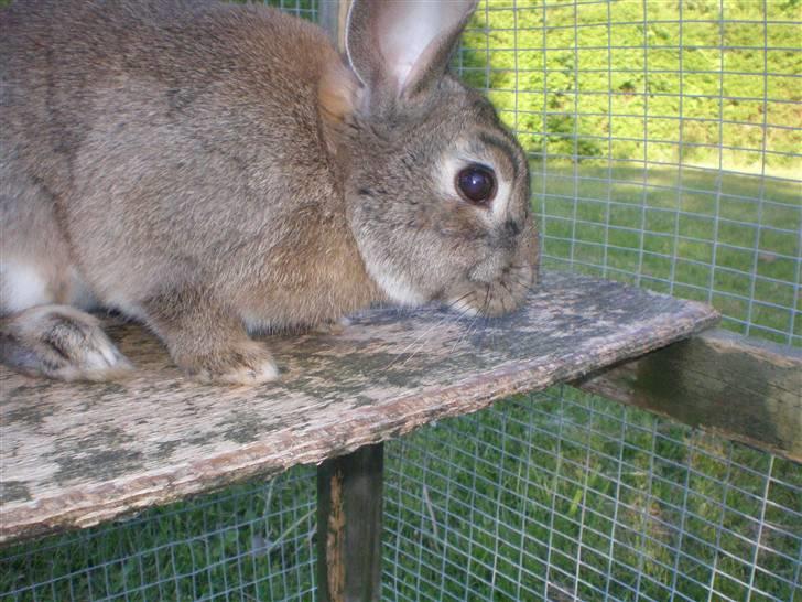 Kanin Mario billede 16