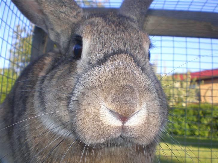 Kanin Mario billede 17