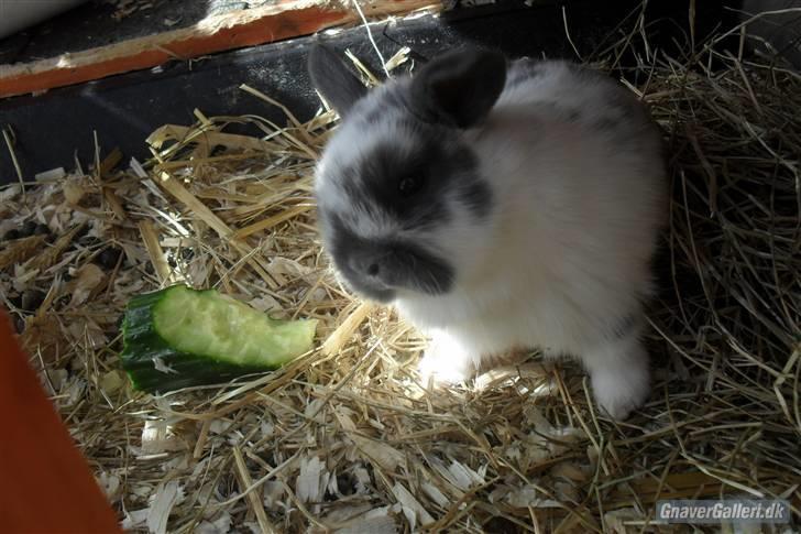 Kanin Hoppsernes Fiona - foto: avler billede 2