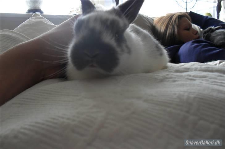 Kanin Hoppsernes Fiona - foto: avler! bebse :D billede 3