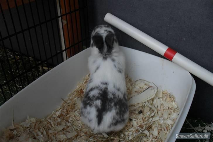Kanin Hoppsernes Fiona - baby tøsen! foto: avler billede 5