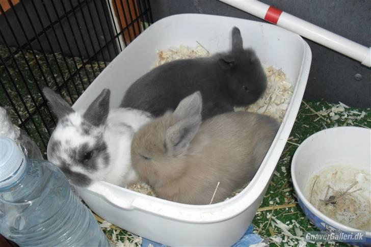 Kanin Hoppsernes Fiona - baby fiona og hendes søstre! <3 foto: avler billede 6