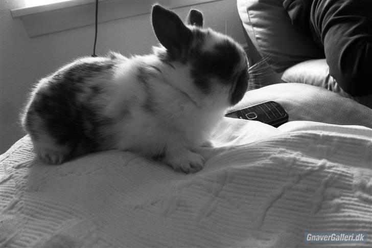 Kanin Hoppsernes Fiona - baby tøsen!  :D foto lånt af avler! billede 7