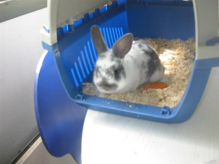 Kanin Hoppsernes Fiona - Lige efter jeg havede fået hende hjem! :* billede 8